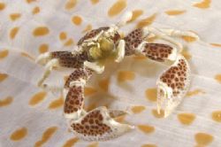 The crab: Siladen 2006. Nikon D100 , 105 macro, two strobo by Marchione Giacomo 
